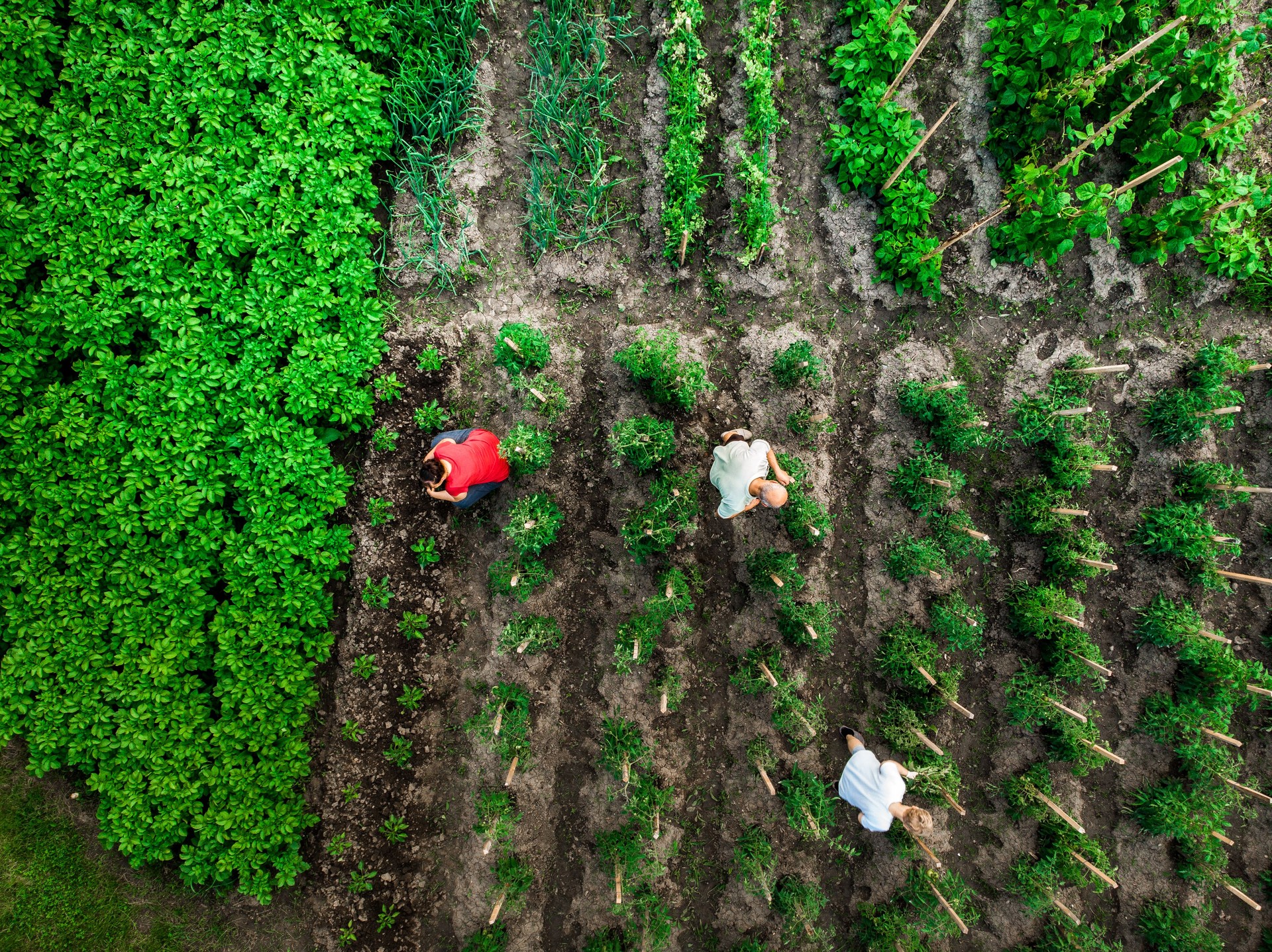 Aerial top down view of people working in vegetable garden