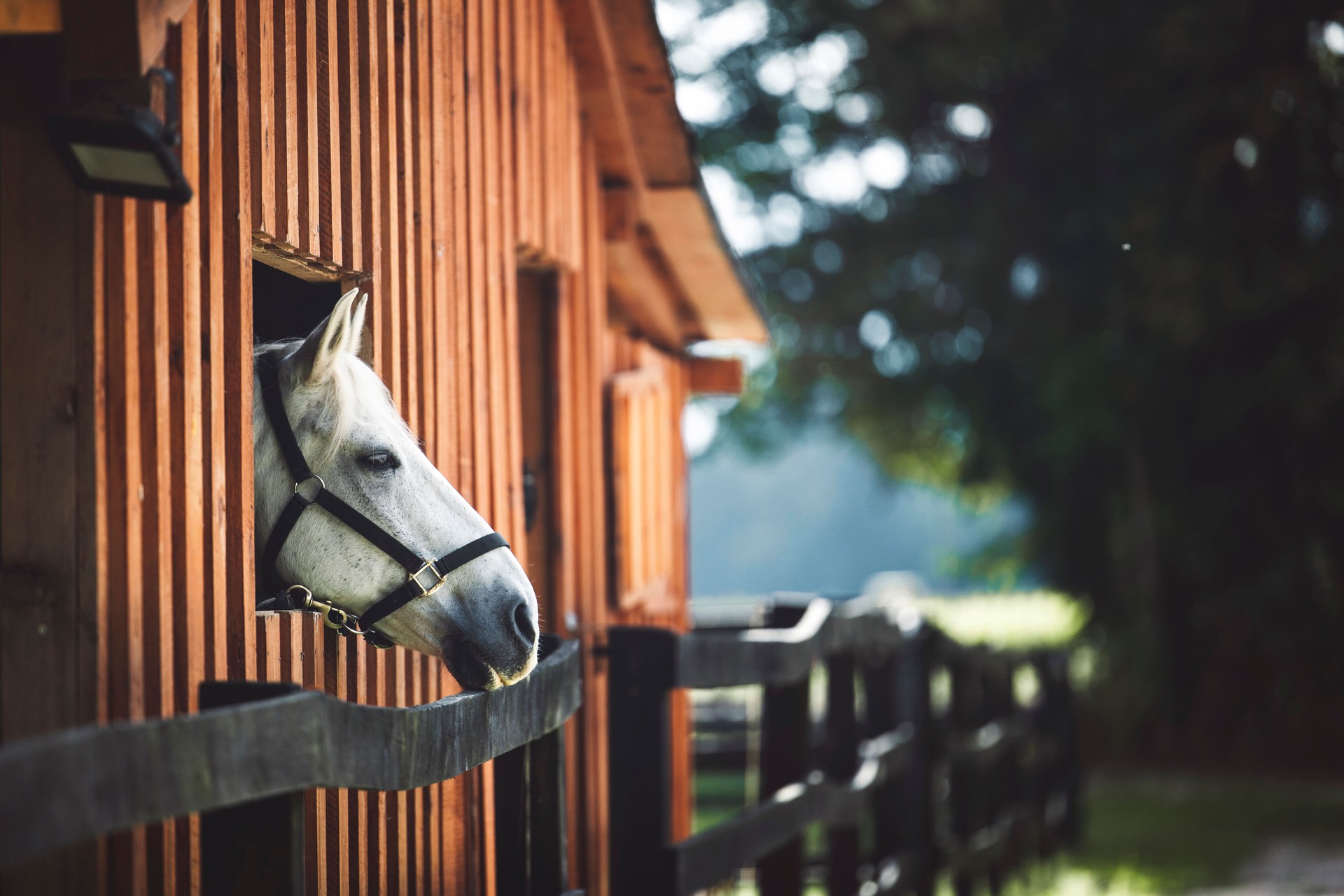 Curious horses head peaking out of the window at the stables