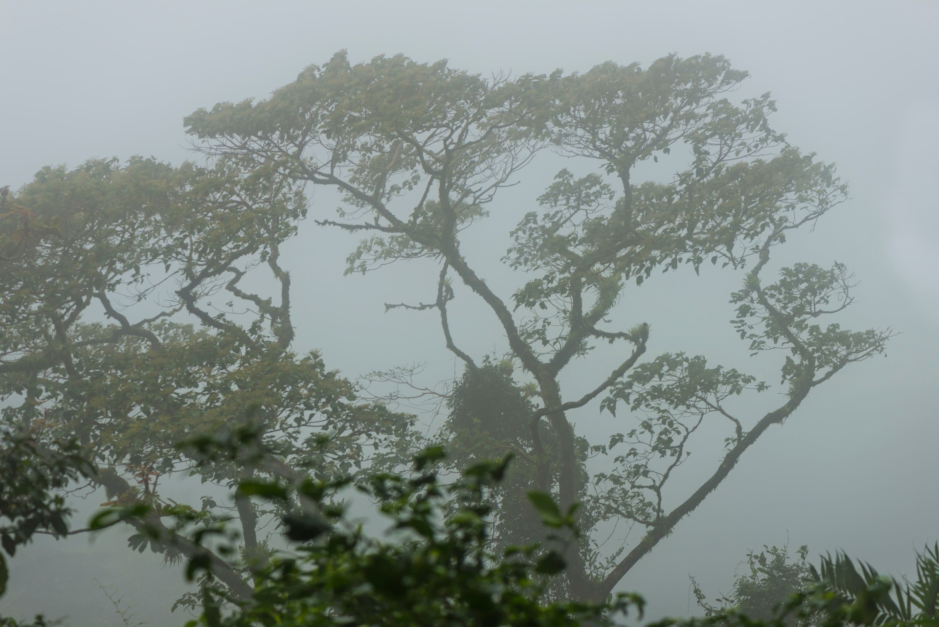Cloud forest on volcano Maderas, Nicaragua
