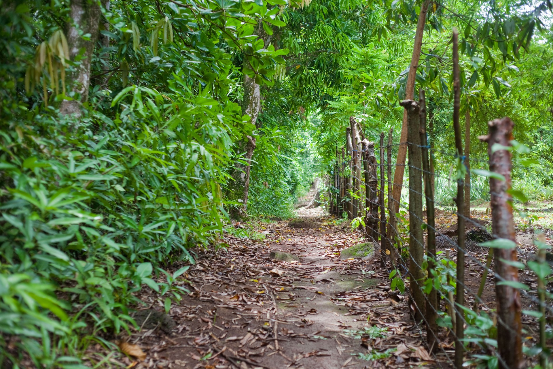 Pathway