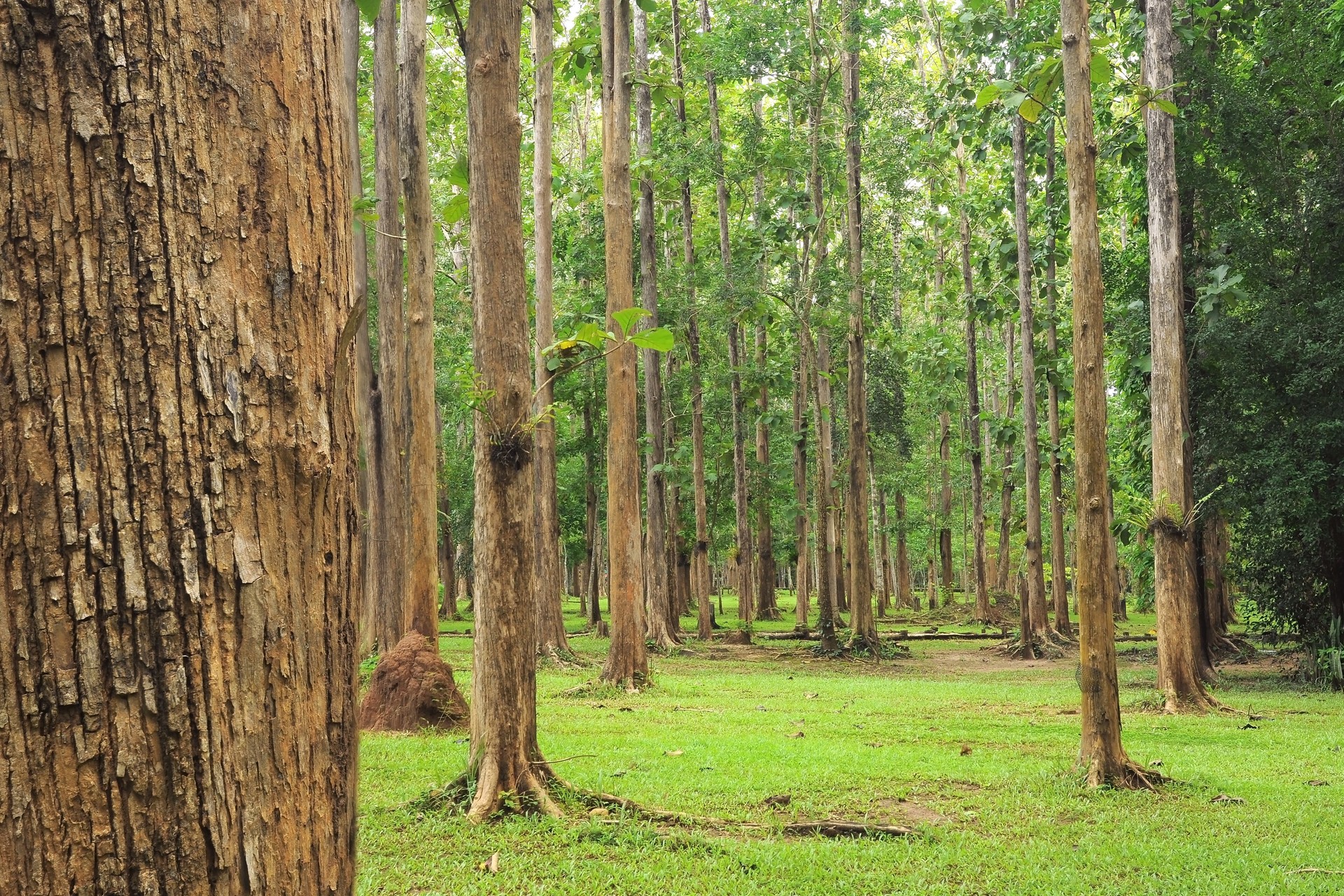 Teak tree forests